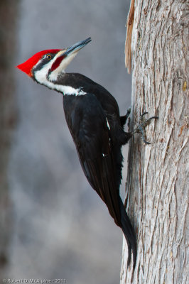 Pileated Woodpecker - (Dryocopus pileatus) - Grand pic