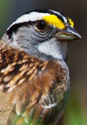 White-throated Sparrow  -  (Zonotrichia albicollis)  -  Bruant  gorge blanche