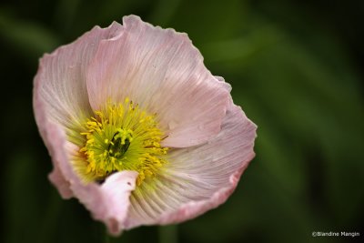 Les coquelicots