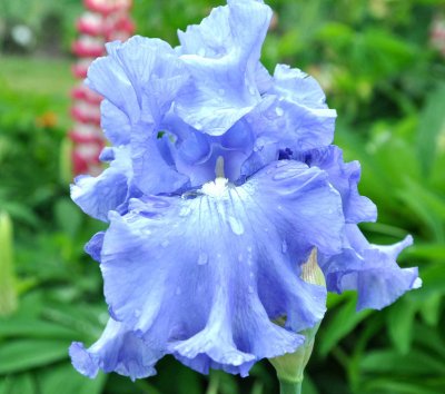 Skyblue Raindrops