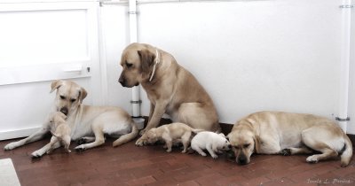 Zuca, Mel, Biabia e bebes da Zuca  e Mel