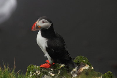 Iceland Birds