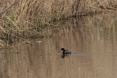 Dodaars - Little Grebe