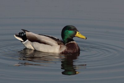 Wilde Eend - Mallard