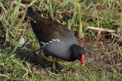 Waterhoen - Moorhen