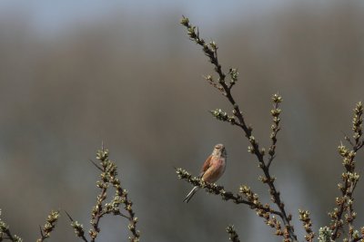 Kneu - Linnet