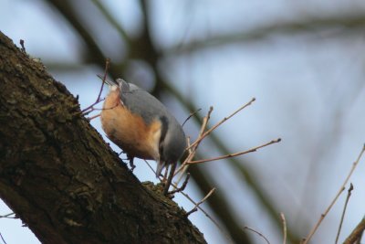 Boomklever - Nuthatch