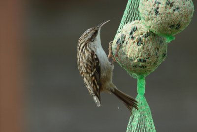 Boomkruiper - Short-toed Treecreeper