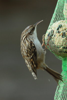 Boomkruiper - Short-toed Treecreeper