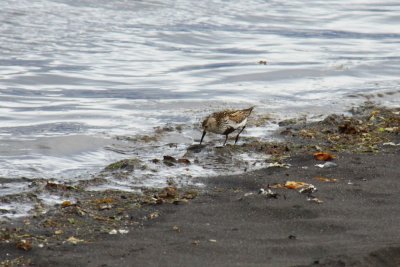 Bonte Strandloper