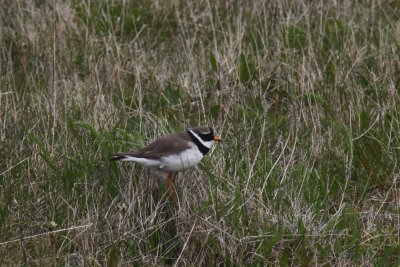 Bontbekplevier - Ringed Plover