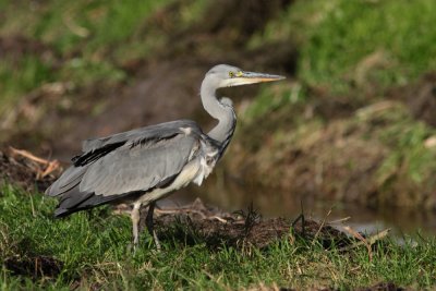 Blauwe Reiger