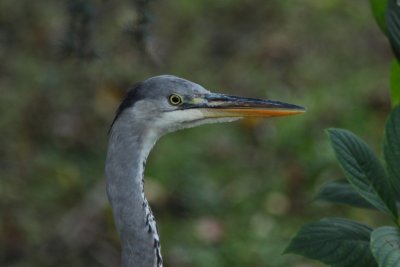 Blauwe Reiger
