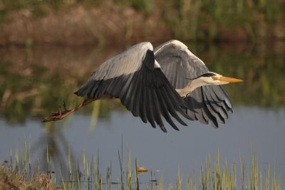 Blauwe Reiger