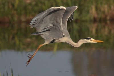 Blauwe Reiger