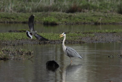 Blauwe Reiger