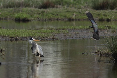 Blauwe Reiger