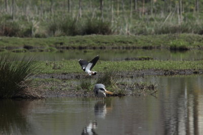 Blauwe Reiger