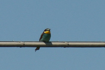 Bijeneter - Bee-Eater