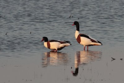 Bergeend - Shelduck