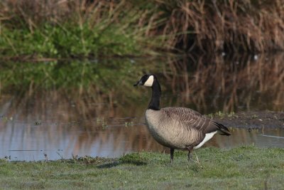 Grote Canadese Gans
