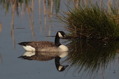 Grote Canadese Gans