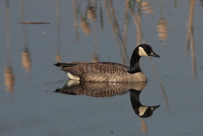 Grote Canadese Gans - Canada Goose