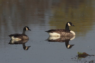 Grote Canadese Gans