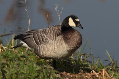 Canada vs Barnacle Goose Hybrid