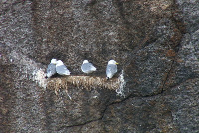 Drieteenmeeuw - Kittiwake