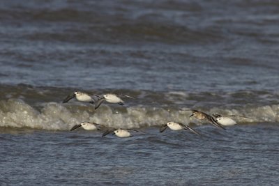 Drieteenstrandloper
