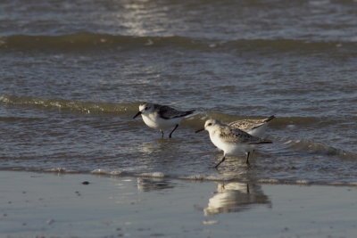 Drieteenstrandloper