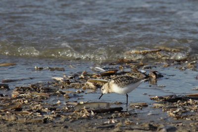 Drieteenstrandloper
