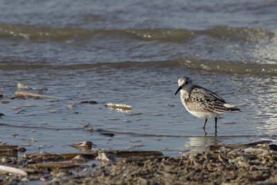 Drieteenstrandloper