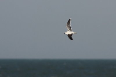 Dwergmeeuw - Little Gull