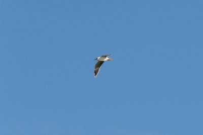 Dwergmeeuw - Little Gull