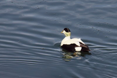 Eidereend - Eider