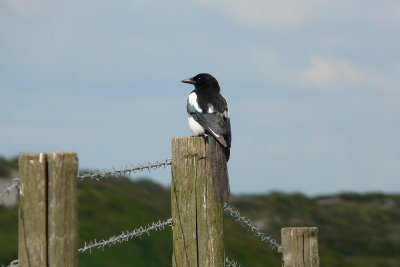 Ekster - Magpie