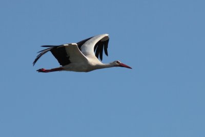 Ooievaar