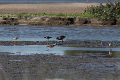 Groenpootruiter - Greenshank