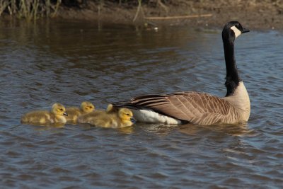 Grote Canadese Gans - Canada Goose