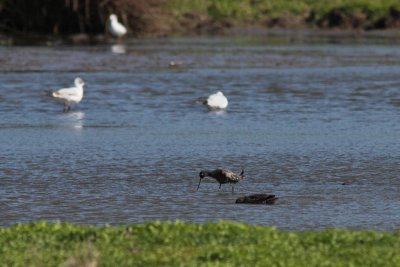 Zwarte Ruiter - Spotted Redshank