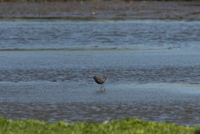 Zwarte Ruiter - Spotted Redshank