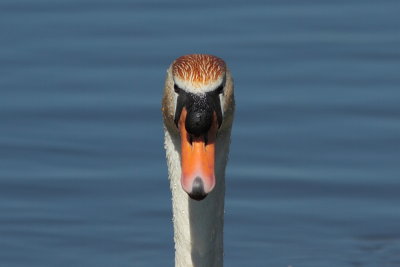 Knobbelzwaan - Mute Swan