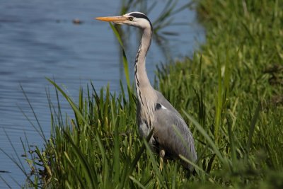 Blauwe Reiger