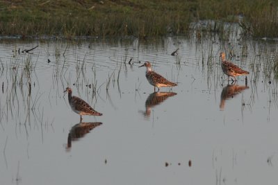 Kemphaan