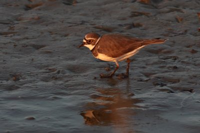 Kleine Plevier - Little Ringed Plover