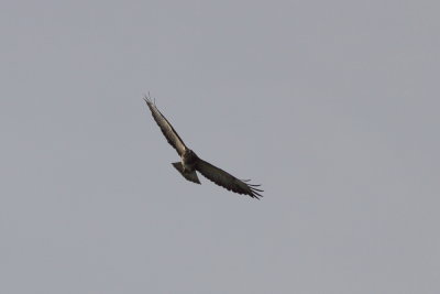 Buizerd