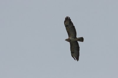 Buizerd