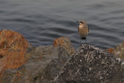 Tapuit - Wheatear